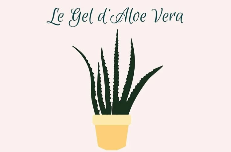 Le gel d’aloe vera